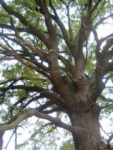 Kirándulás Gemencben