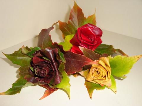 Vadszőlőlevél rózsa